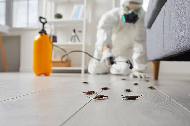 Post-Treatment Bed Bug Interceptor Monitoring in French Camp
